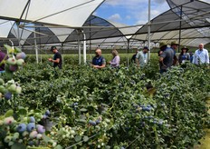 Lebombo Cape's Houtbaai blueberry farm hosted visitors looking at the Planasa Malibu crop, currently being harvested