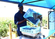 Tawanda Mufisha weighing what's coming in from the rows