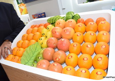 Islam Gelila, from the Egyptian company Gelila, says he presented 6-month old oranges at Asia Fruit Logistica to showcase the company's mastery of shelf life management.